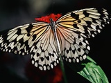 Butterfly with Wings Outstretched