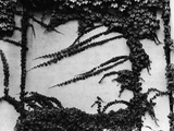 Ivy Growing on a Cement Wall