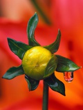 Dew Drop on Dahlia Bud