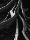 Banyan Tree Roots