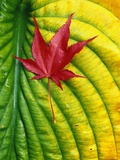 Japanese Maple Leaf on a Hosta Leaf
