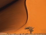 Tree and Sand Dune  Namib Desert