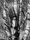 Aspens  1972