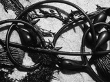 Kelp on Sand