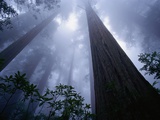 Redwoods and Fog