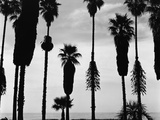 Palm Trees in Silhouette  California  1958