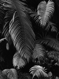 Fern Leaves
