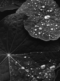 Water Droplets on Nasturtium Leaves