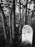 Trees and Gravestone by Brett Weston