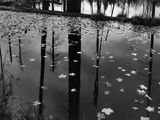 Leaves in Pond  1956