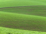 Pea Fields