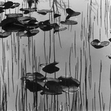 Reeds amd Lily Pads  Alaska  1973