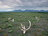 Caribou Skulls Left by Hunters