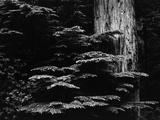 Redwood Tree  California  1964