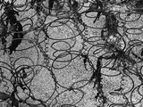 Mattress Springs