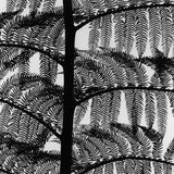 Fern