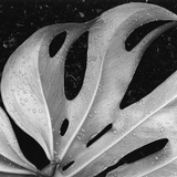 Leaf  Hilo  1979