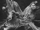 Driftwood Stump by Brett Weston