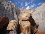 Petrified Logs