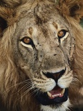 Male Lion's Face