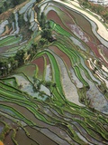 Terraced Rice Fields