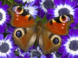 Butterfly on Purple Daisies