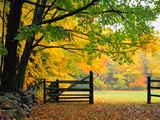 Fall Foliage Surrounds an Open Gate