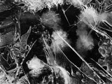 Ice  Mono Lake  1958