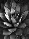 Century Plant