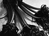 Kelp by Brett Weston