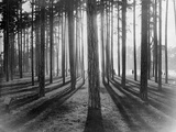 Lights and Shadows Showing Through the Trees