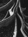 Banyan Roots  Hawaii