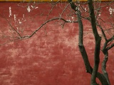Flowering Pear Tree