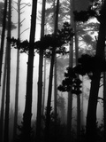 Pines in Fog  1962