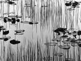 Reeds and Lily Pads