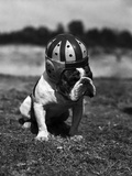 Dog Wearing Helmet on Football Field