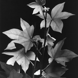 Leaves by Brett Weston