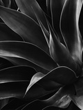 Century Plant