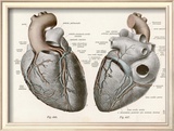 Two Views of the Heart with the Parts Labelled in Latin