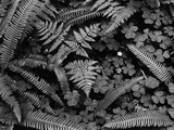 Ferns and Clover