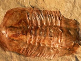 Trilobite Fossil