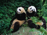 Panda Bears Eating Bamboo