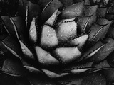 Succulent with Water Drops