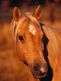 Diamond Marking Horse's Forehead