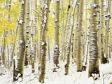 Aspen Grove in Winter