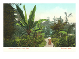 Avenue of Palms  Como Park  St Paul  Minnesota