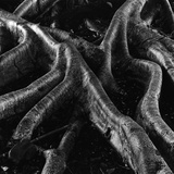Banyan Tree Roots