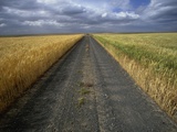 Gravel Road Passing Through Wheat Field