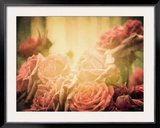 The Rose Collection 3