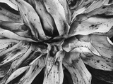 Agave Plant